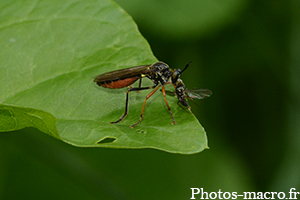 Dioctria hyalipennis vs une mouche